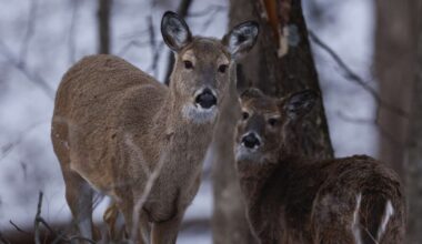 Iowa City continues deer management efforts amid population growth
