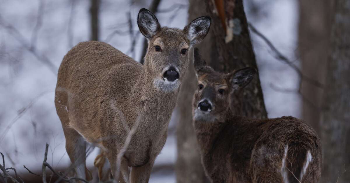 Iowa City continues deer management efforts amid population growth