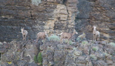 Idaho Fish and Game will move bighorn sheep from Oregon to Jacks Creek in January