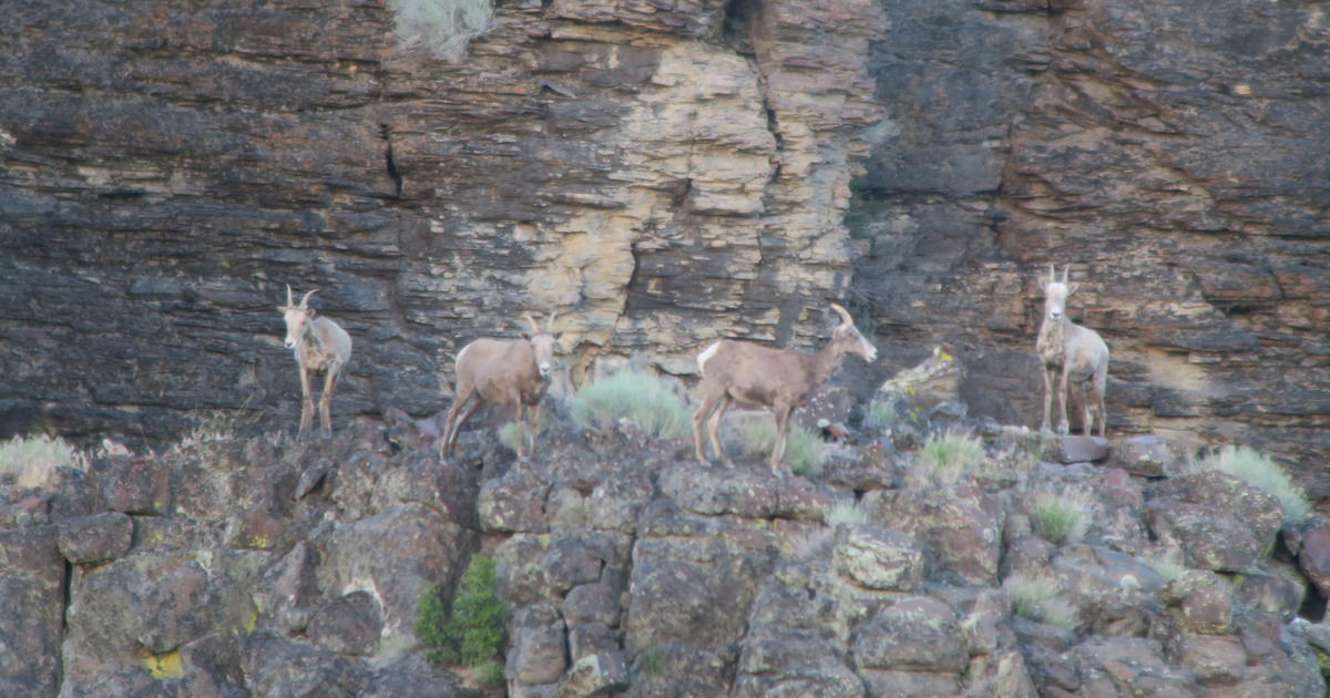 Idaho Fish and Game will move bighorn sheep from Oregon to Jacks Creek in January