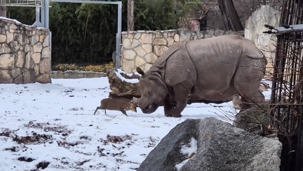 A muntjac deer running through snow past a rhino.
