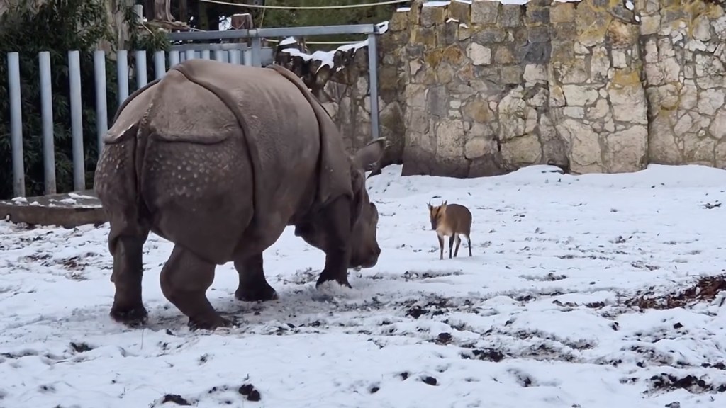A large rhino and a small deer face each other in a snowy enclosure.