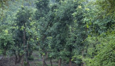 The study concluded that almost two-thirds of natural habitats in India were hosting 11 major invasive plants.