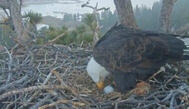 Big Bear eagles Jackie and Shadow lay first egg of season