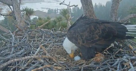 Big Bear eagles Jackie and Shadow lay first egg of season