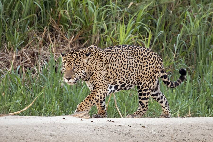 Brazil Jaguars Meowing