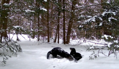 Otters captured on trail cam playing in snow at Pennsylvania state park