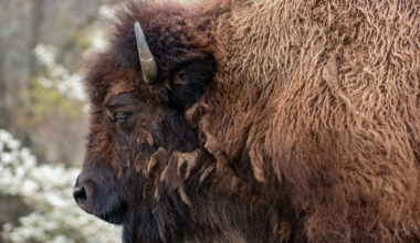 If Bison Are Protected Animals, How Come We Can Eat Them?