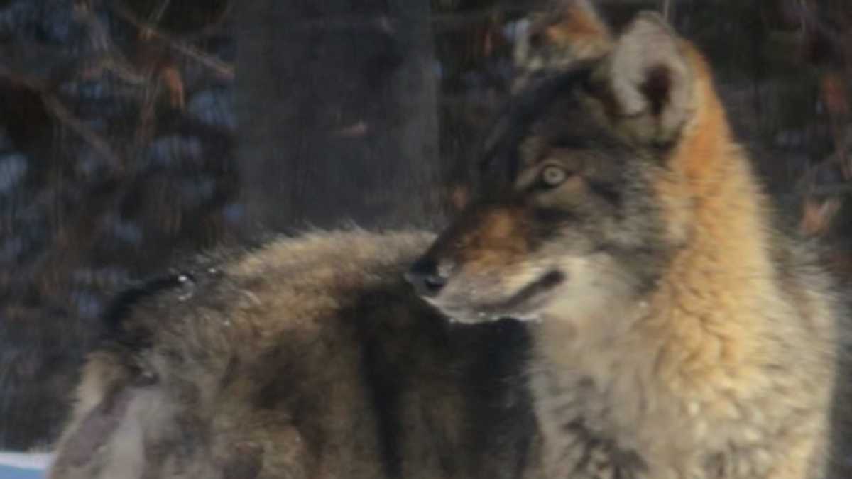 South Portland residents concerned about mangy coyote