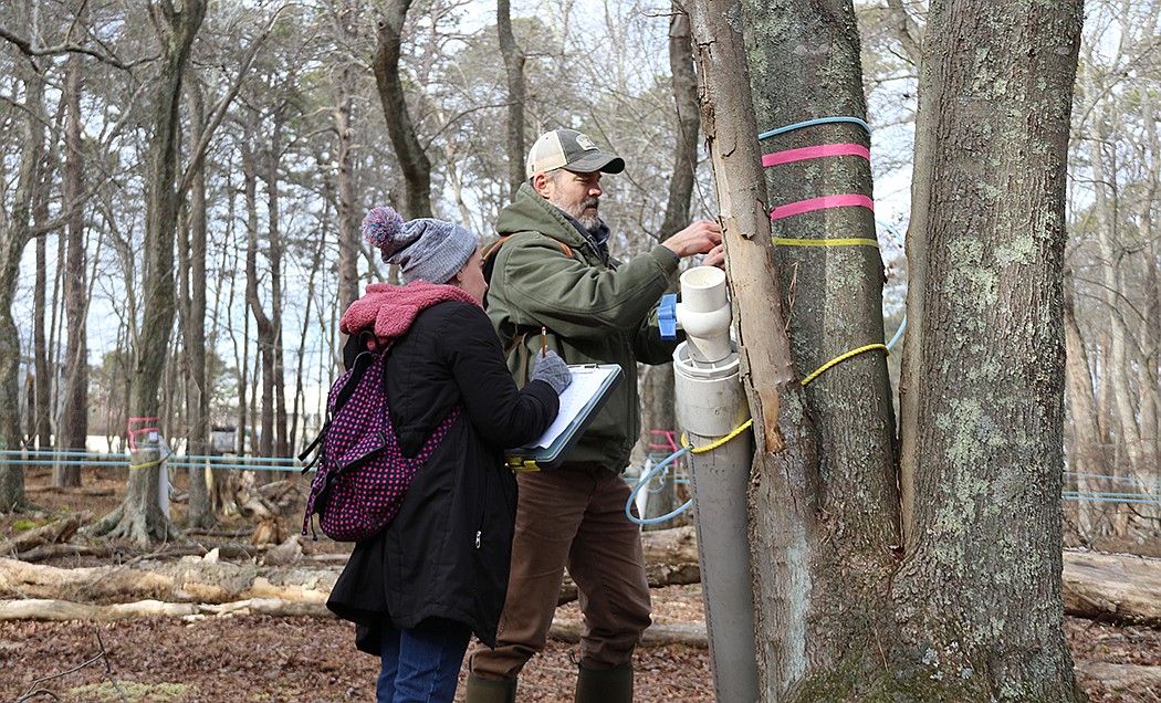 Stockton awarded USDA grant to continue maple syrup project