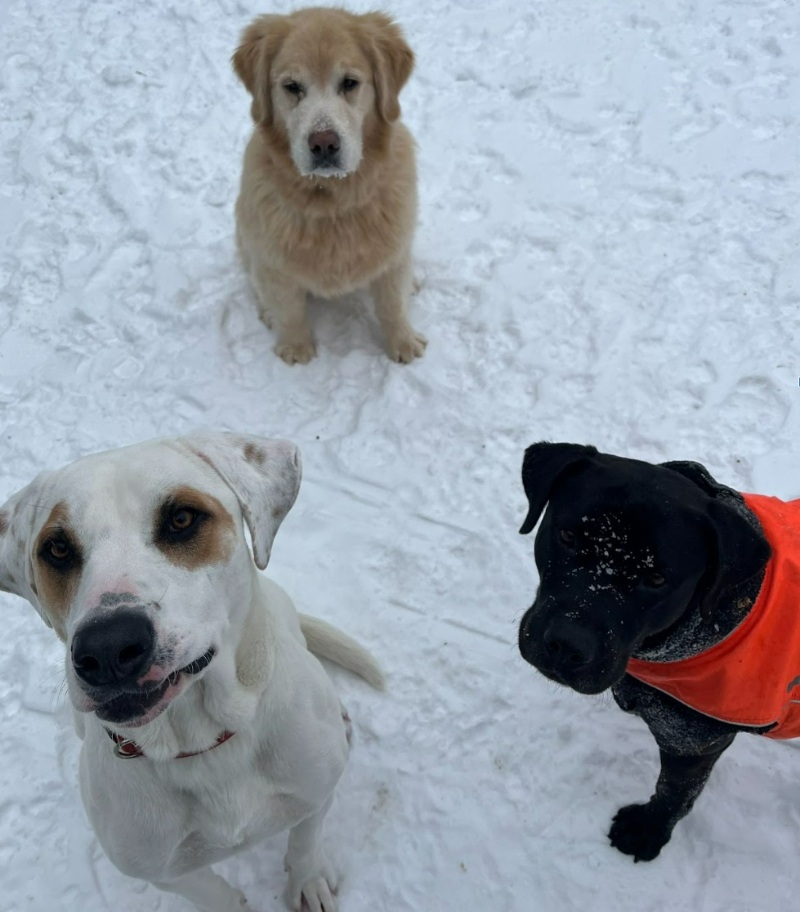 Margaret Curtis dogs