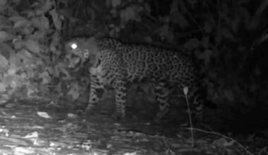 Cameras In Brazil Record Jaguars 'Meowing' For The First Time