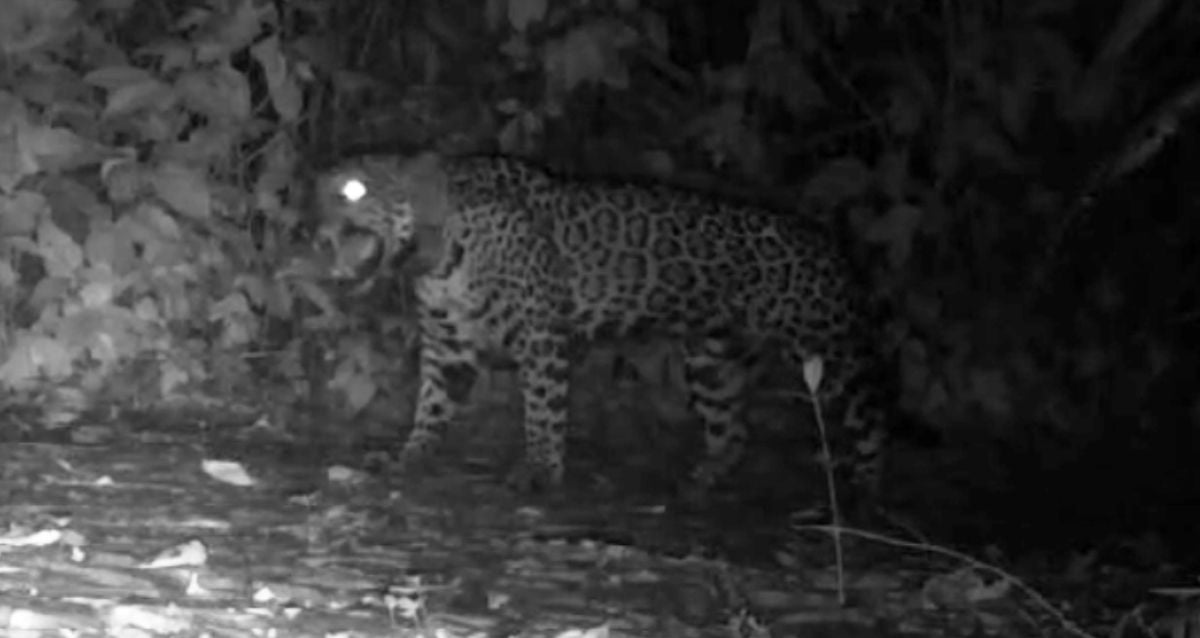 Cameras In Brazil Record Jaguars 'Meowing' For The First Time