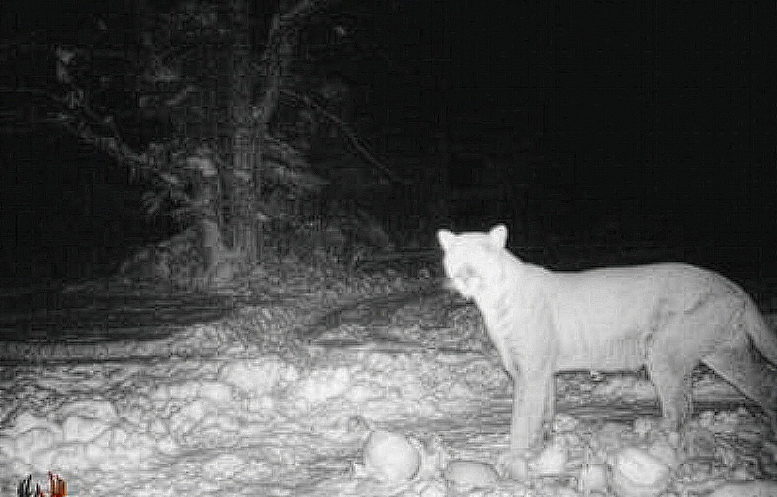 Are There Cougars on the Old Mission Peninsula?