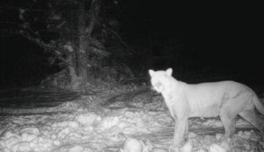 Are There Cougars on the Old Mission Peninsula?