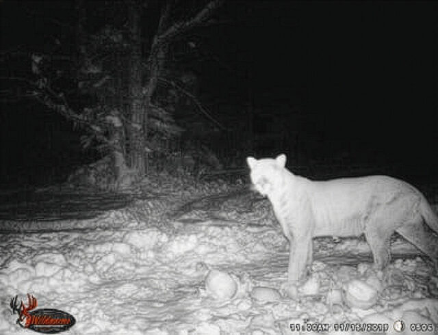 Cougar spotted in Schoolcraft County in the UP in 2019 | Resident Photo on DNR Website