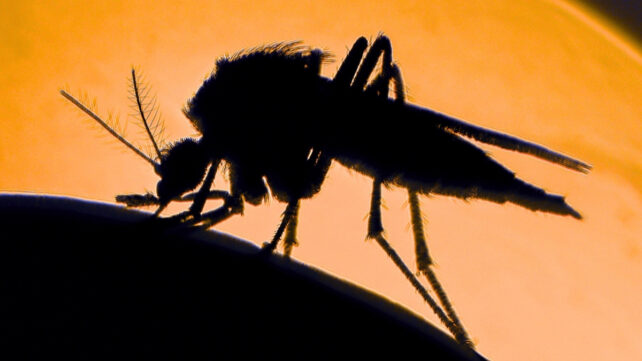 mosquito silhouette