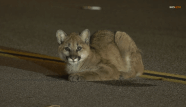 Mountain lion cub found in the middle of road in Castaic – NBC Los Angeles