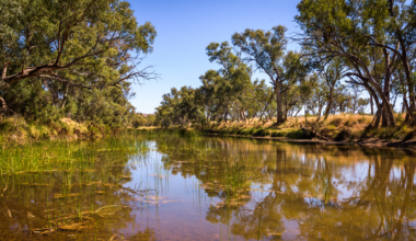 A shallow and muddy tree-lined river with grassy banks