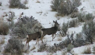 mule deer 12 3 2010 314
