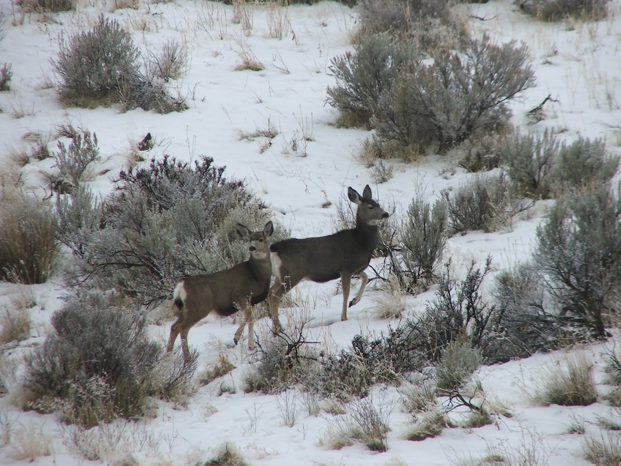 mule deer 12 3 2010 314