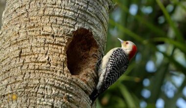 Nature: Woodpeckers in Florida - CBS News