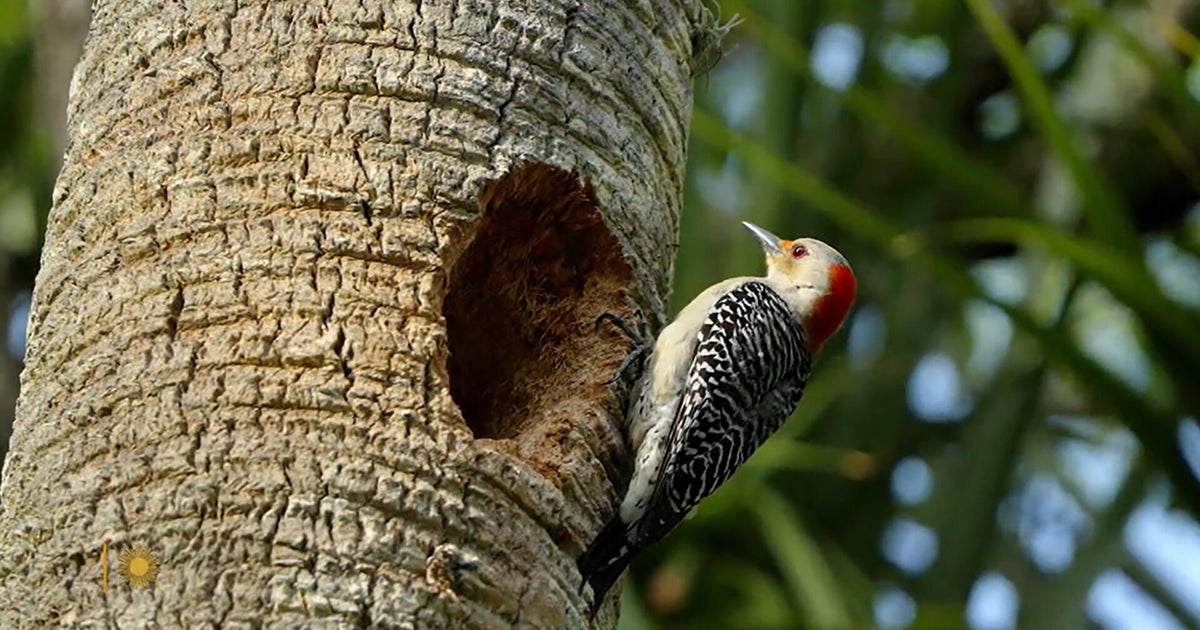 Nature: Woodpeckers in Florida - CBS News