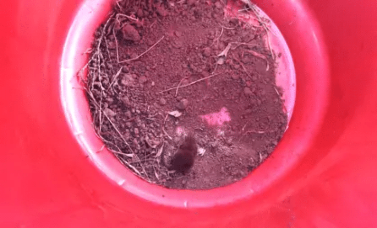 New Mammal Species Found In Ethiopia, And It’s Almost Too Small To Believe