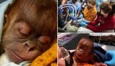 Orangutan born via rare c-section at Memphis zoo