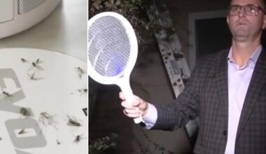 Massive mosquito infestation invades LA neighborhood for months