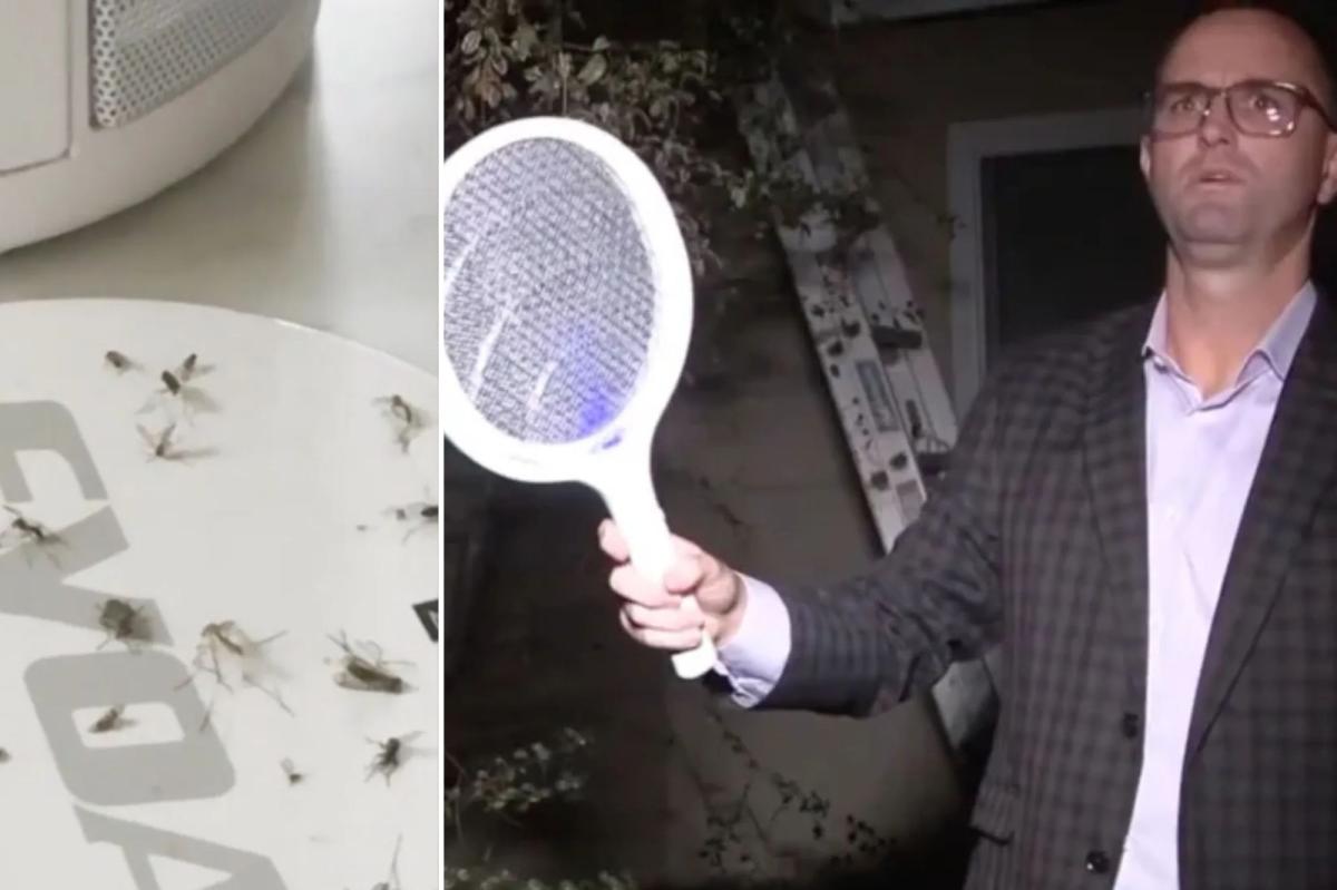 Massive mosquito infestation invades LA neighborhood for months