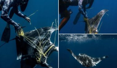 Divers save ray tangled in fishing rope near sharks 'ready to attack'