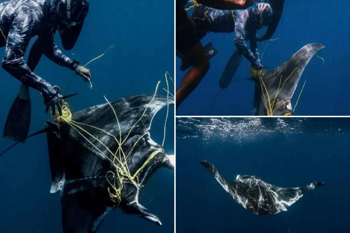 Divers save ray tangled in fishing rope near sharks 'ready to attack'