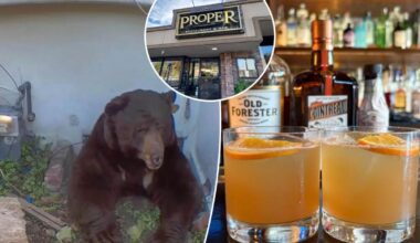 Exclusive | It'll put hair on your chest! LA bar creates boozy drink to honor squatter bear