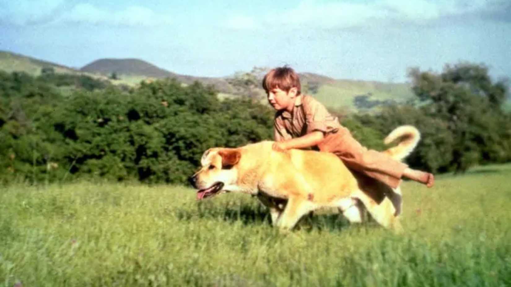 A young boy rides on Yeller's back in Old Yeller