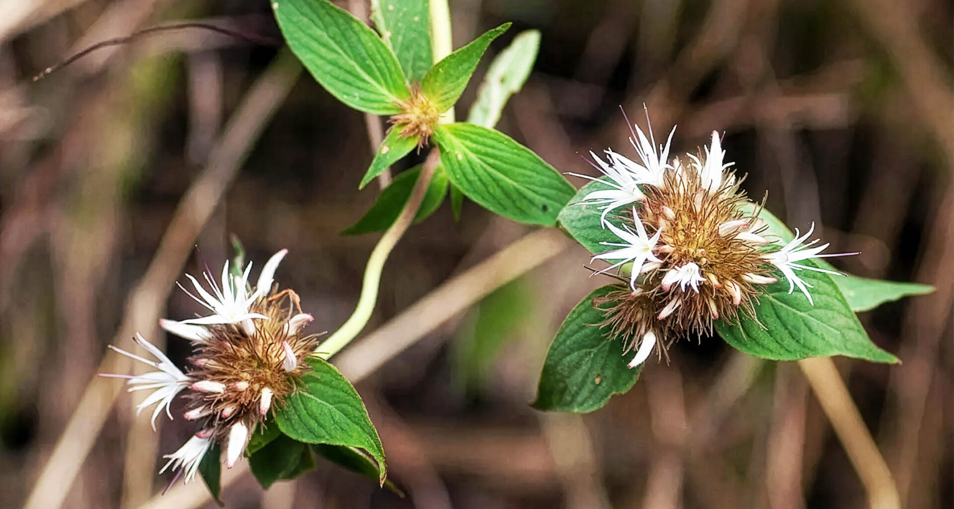 Plant found that appears to have stolen genes from another species