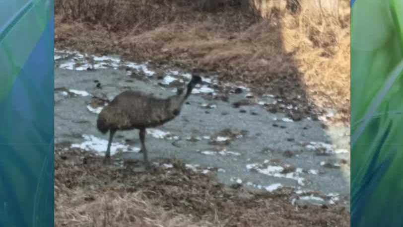Emu on the loose in Red Lion has now been captured, say police