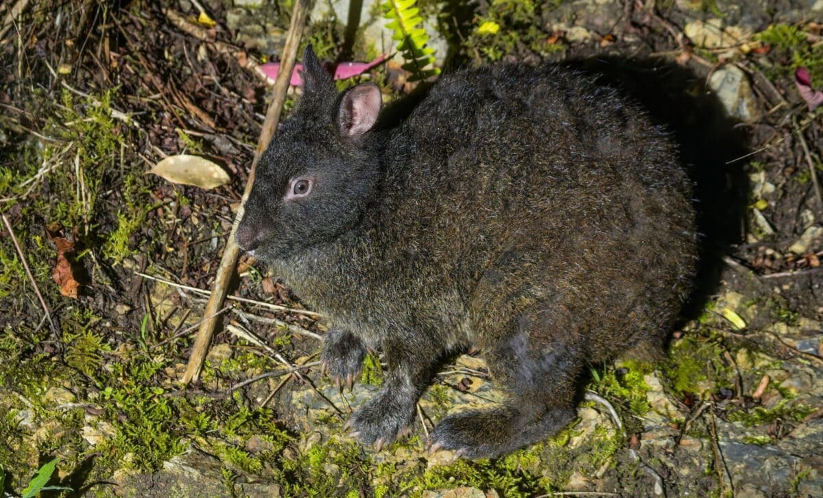 Profile View Of The Amami Rabbit Pentalagus Furnessi, A Nocturnal Species Endemic To The Amami Islands, Globally Endangered.