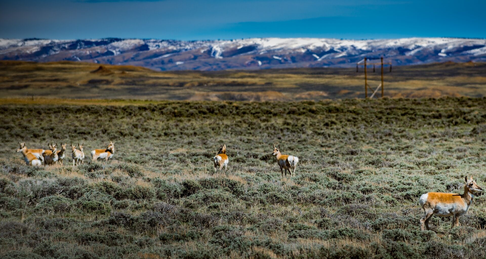 The relocation of 100 pronghorns from Nevada to Washington marks an incredible conservation victory.