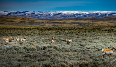 The relocation of 100 pronghorns from Nevada to Washington marks an incredible conservation victory.