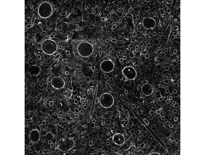 microscopic structure image