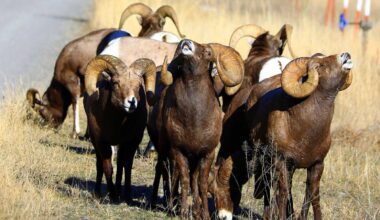 Cowboy State Daily logo