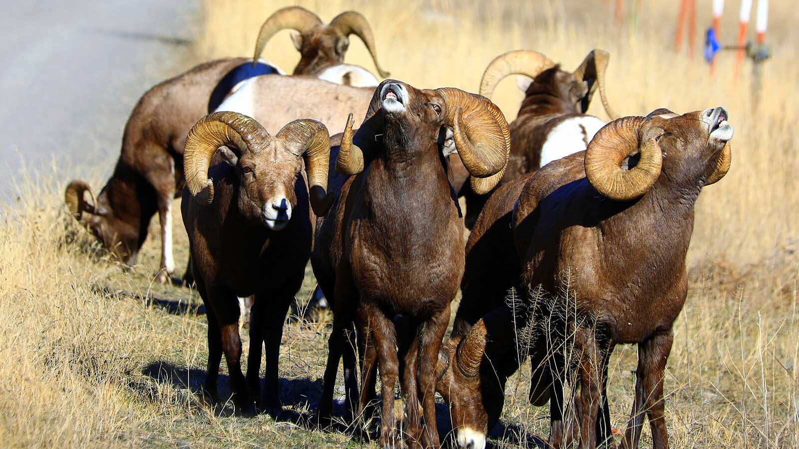 Cowboy State Daily logo