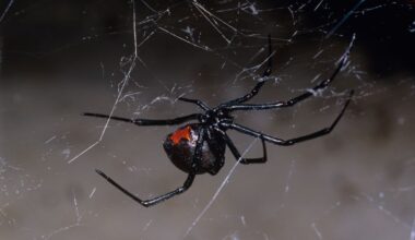 Redback spider (Latrodectus hasselti), in a garage. Canberra, Australian Capital Territory. (Photo by Auscape/Universal Images Group via Getty Images)