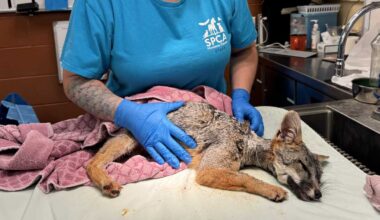 Gray fox recovering after pipe removed from its neck in Calif.