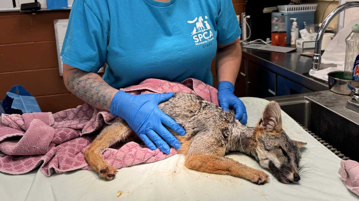 Gray fox recovering after pipe removed from its neck in Calif.
