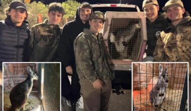 Runaway NJ wallaby 'Rex' found and returned home with help from group of teens