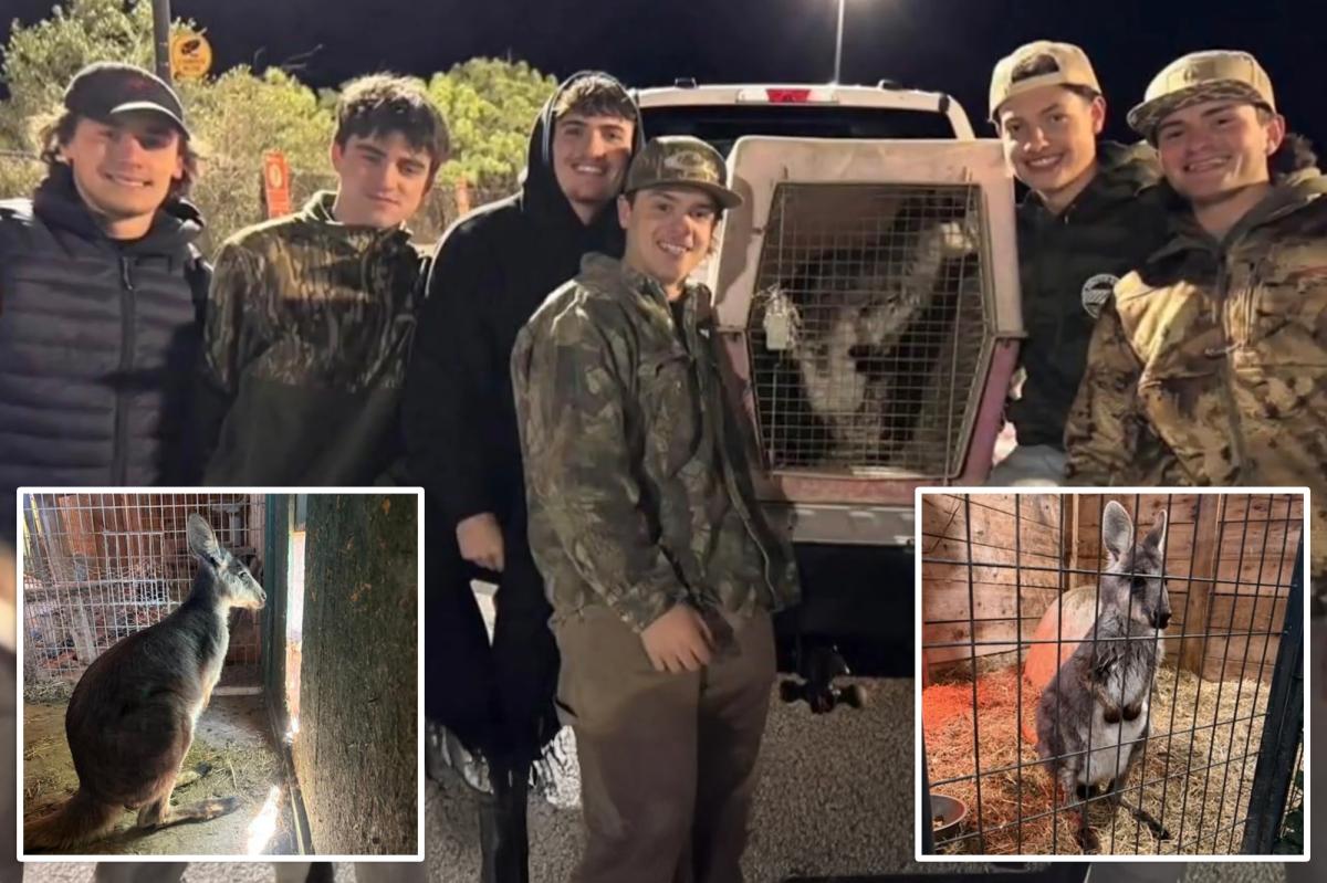 Runaway NJ wallaby 'Rex' found and returned home with help from group of teens