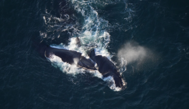 Dozens of North Atlantic right whales spotted off Cape, Nantucket