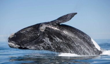 Over 30 Critically Endangered Whales Seen in Cape Cod in Record-Breaking Sighting